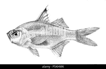 N/A. Die Namen der Arten/Identität notwendig. Die ursprüngliche Platten zeigten die Fische nach rechts und haben hier gedreht wurden. Ambassis commersonii. 1878. George Henry Ford (1808 - 1876) Alternative Namen G. H. Ford Beschreibung Künstler Datum der Geburt / Tod 20. Mai 1808 1876 Ort der Geburt / Todes Cape Colony London Authority control: Q VIAF: 317102730 17105498 LCCN: n 2015185868 WorldCat 92 Ambassis commersonii Ford 15. Stockfoto