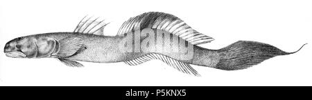 N/A. Apocryptes bato Syn. A. batoides Die Namen der Arten/Identität notwendig. Die ursprüngliche Platten zeigten die Fische nach rechts und hier gedreht wurden. Apocryptes batoides. 1878. George Henry Ford (1808 - 1876) Alternative Namen G. H. Ford Beschreibung Künstler Datum der Geburt / Tod 20. Mai 1808 1876 Ort der Geburt / Todes Cape Colony London Authority control: Q VIAF: 317102730 17105498 LCCN: n 2015185868 WorldCat 114 Apocryptes batoides Ford 66 Stockfoto