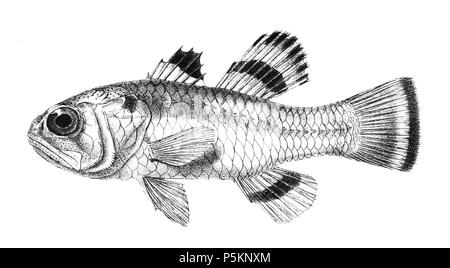 N/A. Die Namen der Arten/Identität notwendig. Die ursprüngliche Platten zeigten die Fische nach rechts und haben hier gedreht wurden. Apogon ellioti. 1878. George Henry Ford (1808 - 1876) Alternative Namen G. H. Ford Beschreibung Künstler Datum der Geburt / Tod 20. Mai 1808 1876 Ort der Geburt / Todes Cape Colony London Authority control: Q VIAF: 317102730 17105498 LCCN: n 2015185868 WorldCat 115 Apogon ellioti Ford 17. Stockfoto