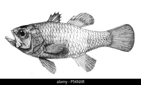 N/A. Die Namen der Arten/Identität notwendig. Die ursprüngliche Platten zeigten die Fische nach rechts und haben hier gedreht wurden. Apogon glaga. 1878. George Henry Ford (1808 - 1876) Alternative Namen G. H. Ford Beschreibung Künstler Datum der Geburt / Tod 20. Mai 1808 1876 Ort der Geburt / Todes Cape Colony London Authority control: Q VIAF: 317102730 17105498 LCCN: n 2015185868 WorldCat 115 Apogon glaga Ford 16. Stockfoto