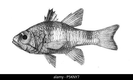 N/A. Die Namen der Arten/Identität notwendig. Die ursprüngliche Platten zeigten die Fische nach rechts und haben hier gedreht wurden. Apogon savayensis. 1878. George Henry Ford (1808 - 1876) Alternative Namen G. H. Ford Beschreibung Künstler Datum der Geburt / Tod 20. Mai 1808 1876 Ort der Geburt / Todes Cape Colony London Authority control: Q VIAF: 317102730 17105498 LCCN: n 2015185868 WorldCat 115 Apogon savayensis Ford 16. Stockfoto