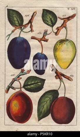 Reife Früchte und Blätter von pflaumensorten, Prunus domestica: Blau deutsche Pflaume, Spatzwetschge, Chypre, violett Damson, prune sans noyau. Papierkörbe Kupferstich eines botanischen Illustration von G. T. Wilhelm's 'Unterhaltungen aus der Naturgeschichte" (Enzyklopädie), Wien, 1816. Gottlieb Tobias Wilhelm (1758-1811) war ein bayerischer Priester und Naturforscher in Augsburg, wo die erste Ausgabe veröffentlicht wurde. Stockfoto