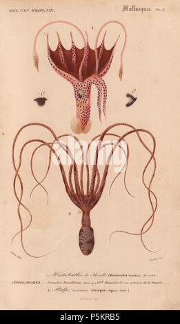 Squid (Histioteuthis bonnellii) und Krake (Octopus vulgaris). . Papierkörbe Kupferstich von Pretre von Charles d'Orbigny von 'Dictionnaire Universel d'Histoire Naturelle" (Universal Wörterbuch von Natural History) 1849. Charles d'Orbigny (180676) war ein französischer Naturforscher. Sein Vater Charles Marie war ein Arzt in der französischen Armee und sein älterer Bruder Alcide war ein berühmter Naturforscher und Paläontologe. Charles begann seine Studien in La Rochelle dann links in Paris Medizin zu studieren. 1834 gewann er einen Termin in der Abteilung Geologie am National Museum of Natural History. Von 1837 bis 1864 Stockfoto