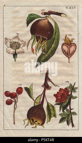 Gemeinsame Mispel, Mespilus germanica, Obst, Blumen, Baum. Papierkörbe Kupferstich eines botanischen Illustration von G. T. Wilhelm's 'Unterhaltungen aus der Naturgeschichte" (Enzyklopädie), Wien, 1816. Gottlieb Tobias Wilhelm (1758-1811) war ein bayerischer Priester und Naturforscher in Augsburg, wo die erste Ausgabe veröffentlicht wurde. Stockfoto