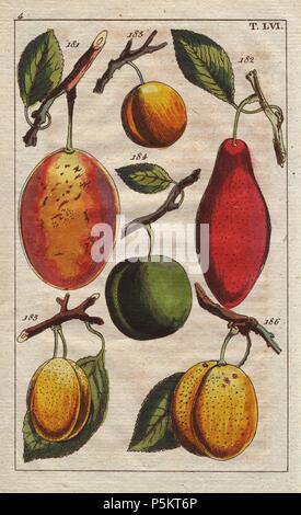 Reife Früchte und Blätter von pflaumensorten, Prunus domestica: Jerusalem Pflaume, datte Prune, petite Mirabelle, Reine Claude, prune jaune hatif, prune de Brugnolle. Papierkörbe Kupferstich eines botanischen Illustration von G. T. Wilhelm's 'Unterhaltungen aus der Naturgeschichte" (Enzyklopädie), Wien, 1816. Gottlieb Tobias Wilhelm (1758-1811) war ein bayerischer Priester und Naturforscher in Augsburg, wo die erste Ausgabe veröffentlicht wurde. Stockfoto