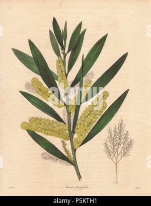 Acacia longifolia. . Akazie mit einem ashy Braun geradschaft zwischen 3 und 6 Meter in der Höhe, mit Zitrone - farbige Blumen und lange, Speer - geformte Blätter. Die Blumen geben ein schwacher Geruch ähnliche Blüte zu Pfirsich, wegen der Anwesenheit von Blausäure. Ein Eingeborener von New Holland (Australien). Die Einführung von Großbritannien im Jahr 1792. . Zeichnung von Frau R. Mühlen, gestochen von nevitt. Eine Niederlassung in Blume ist in Farbe gezeigt, und eine Gravur auf der rechten Seite zeigt den vollständigen Baum. . . Frau R. Mühlen (18361842) aktiv: Sie war auch der Illustrator für Knowles und Westcott des floralen Cabinet (1837 Stockfoto