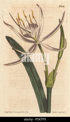 Amerikanische pancratium mit weißen duftenden Blumen.. . Pancratium rotatum. . Papierkörbe Kupferstich aus botanischer Illustration von Sydenham Edwards von William Curtis's Botanical Magazine' 1790-1800. Stockfoto