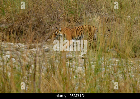 Aggressive weiblichen Bengal Tiger gegen die Wiese stehend alert Warten zu jagen ihre Beute auf einem hellen, sonnigen Tag in Indian Summer getarnt Stockfoto