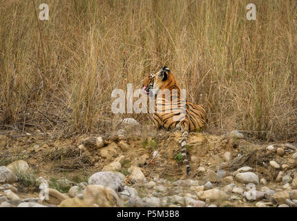 Aggressive weiblichen Bengal Tiger gegen die Wiese stehend alert Warten zu jagen ihre Beute auf einem hellen, sonnigen Tag in Indian Summer getarnt Stockfoto