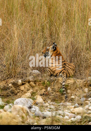 Aggressive weiblichen Bengal Tiger gegen die Wiese stehend alert Warten zu jagen ihre Beute auf einem hellen, sonnigen Tag in Indian Summer getarnt Stockfoto