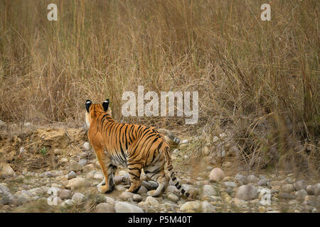 Aggressive weiblichen Bengal Tiger gegen die Wiese stehend alert Warten zu jagen ihre Beute auf einem hellen, sonnigen Tag in Indian Summer getarnt Stockfoto