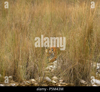 Aggressive weiblichen Bengal Tiger gegen die Wiese stehend alert Warten zu jagen ihre Beute auf einem hellen, sonnigen Tag in Indian Summer getarnt Stockfoto