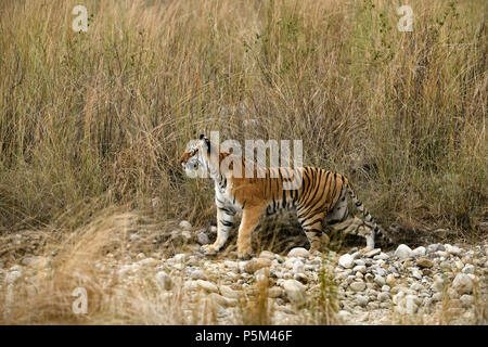 Aggressive weiblichen Bengal Tiger gegen die Wiese stehend alert Warten zu jagen ihre Beute auf einem hellen, sonnigen Tag in Indian Summer getarnt Stockfoto