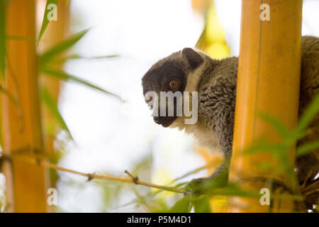 Mongoose lemur, Madagaskar Stockfoto