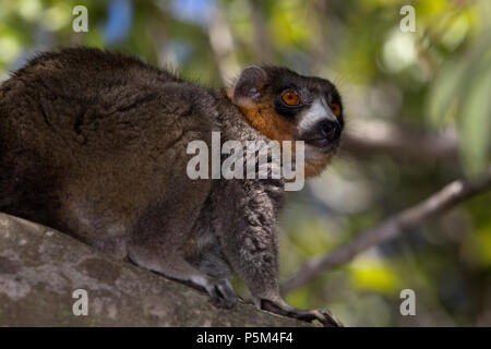 Mongoose lemur, Madagaskar Stockfoto