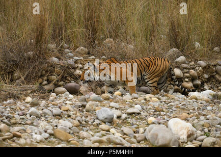 Aggressive weiblichen Bengal Tiger gegen die Wiese stehend alert Warten zu jagen ihre Beute auf einem hellen, sonnigen Tag in Indian Summer getarnt Stockfoto