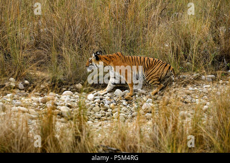 Aggressive weiblichen Bengal Tiger gegen die Wiese stehend alert Warten zu jagen ihre Beute auf einem hellen, sonnigen Tag in Indian Summer getarnt Stockfoto