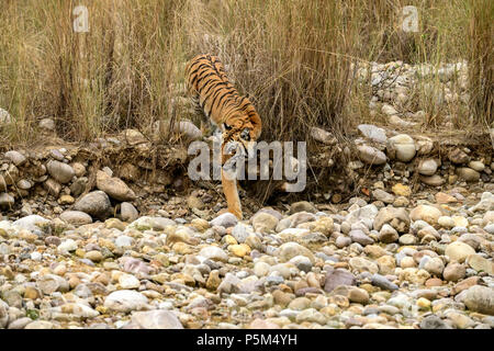 Aggressive weiblichen Bengal Tiger gegen die Wiese stehend alert Warten zu jagen ihre Beute auf einem hellen, sonnigen Tag in Indian Summer getarnt Stockfoto