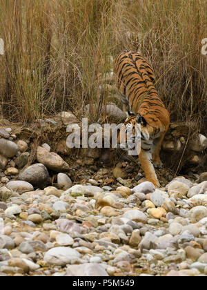 Aggressive weiblichen Bengal Tiger gegen die Wiese stehend alert Warten zu jagen ihre Beute auf einem hellen, sonnigen Tag in Indian Summer getarnt Stockfoto