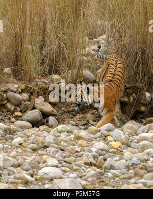 Aggressive weiblichen Bengal Tiger gegen die Wiese stehend alert Warten zu jagen ihre Beute auf einem hellen, sonnigen Tag in Indian Summer getarnt Stockfoto