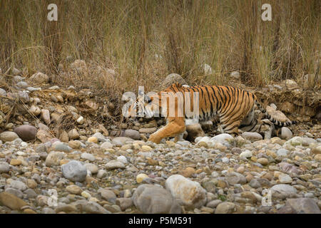 Aggressive weiblichen Bengal Tiger gegen die Wiese stehend alert Warten zu jagen ihre Beute auf einem hellen, sonnigen Tag in Indian Summer getarnt Stockfoto