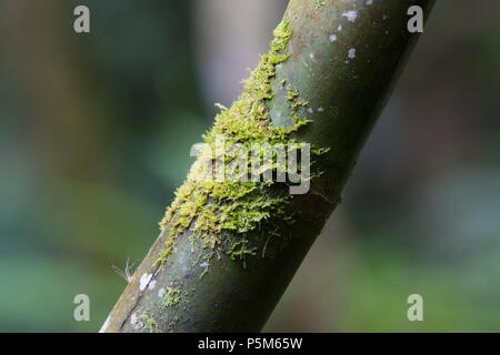 Nahaufnahme von Moss auf einem Bambus Stammzellen in Ranomafana Nationalpark, Madagaskar wächst Stockfoto