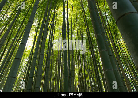 Bambuswald in Arashiyama Kyoto Japan Stockfoto