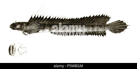 N/A. Die Namen der Arten/Identität notwendig. Die ursprüngliche Platten zeigten die Fische nach rechts und hier gedreht wurden. Andamia expansa. 1878. George Henry Ford (1808 - 1876) Alternative Namen G. H. Ford Beschreibung Künstler Datum der Geburt / Tod 20. Mai 1808 1876 Ort der Geburt / Todes Cape Colony London Authority control: Q VIAF: 317102730 17105498 LCCN: n 2015185868 WorldCat 98 Andamia expansa Ford 71 Stockfoto