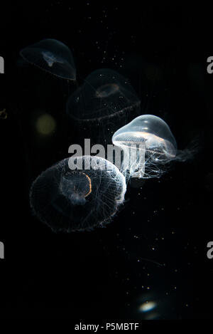 Quallen oder Rhizostoma pulmo Floating im Aquarium Stockfoto