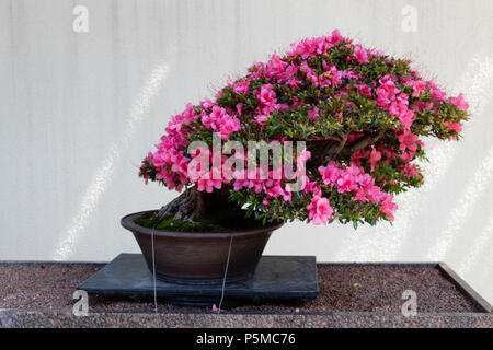 Ein Rosa Azalee Bonsai Baum in den Botanischen Garten in Montreal, Kanada Stockfoto