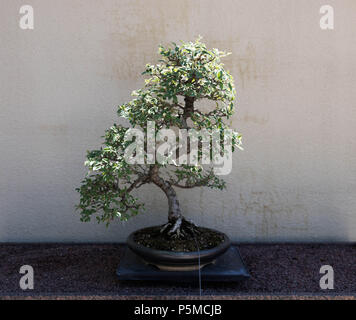 Ein Bonsai Baum in den Botanischen Garten in Montreal, Kanada Stockfoto