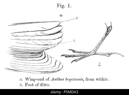 N/A. Englisch: "anthus bogotensis" = Anthus bogotensis (Paramo Pieper) - Flügel - Ende von innerhalb und Fuß Français: "anthus bogotensis" = Anthus bogotensis (Pieper du páramo) - fin de l'aile, Vue de l'Intérieur, et Patte. 1878. Philip Sclater (1829-1913) Alternative Namen Philip Lutley Sclater; Sclater; S. L. Sclater Beschreibung britischen Anwalt und Zoologe Geburtsdatum / Tod 4. November 1829 vom 27. Juni 1913 Ort der Geburt / Todes Tanger Park in Hampshire Odiham Authority control: Q 435725 VIAF: 44414898 ISNI: 0000 0001 2130 4554 85085981 LCCN: n NLA: 35811272 Open Library: OL 2411272 eine Wo Stockfoto