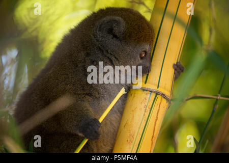 Östlichen weniger Bambus lemur, Madagaskar Stockfoto
