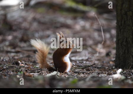 Insel Brownsea Eichhörnchen füttern auf Pinienzapfen auf dem Waldboden Stockfoto