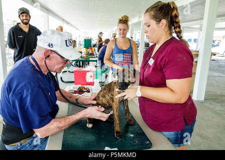 Everglades City Florida, nach dem Hurrikan Irma, Sturmhilfe zur Wiederherstellung der Katastrophe, Vertriebsstelle, kostenlose Tierarztpflege, Tierarzt, freiwillige Volu Stockfoto