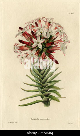 N/A. Crassula versicolor (Loddiges 433) Zeichnung von William Miller eingraviert durch G Cooke, Im botanischen Schaltschrank bestehend aus farbigen Abgrenzungen von Pflanzen aus allen Ländern veröffentlicht. Platten von George Cooke. Conrad Loddiges. London: John & Arthur Arch, 1818. 1818. William Miller (1796-1882) Alternative Namen William Frederick ich Miller; William Frederick, ich Miller Beschreibung schottischen Graveur Geburtsdatum / Tod 28. Mai 1796 vom 20. Januar 1882 Ort der Geburt / Todes Edinburgh Sheffield Authority control: Q 2580014 VIAF: 75215312 ISNI: 0000 0000 6708 7623 ULAN: 500003200 LCCN: n 822407 Stockfoto