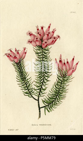 N/A. Erica ventricosa (Loddiges 431) Zeichnung von William Miller eingraviert durch G Cooke, Im botanischen Schaltschrank bestehend aus farbigen Abgrenzungen von Pflanzen aus allen Ländern veröffentlicht. Platten von George Cooke. Conrad Loddiges. London: John & Arthur Arch, 1818. 1818. William Miller (1796-1882) Alternative Namen William Frederick ich Miller; William Frederick, ich Miller Beschreibung schottischen Graveur Geburtsdatum / Tod 28. Mai 1796 vom 20. Januar 1882 Ort der Geburt / Todes Edinburgh Sheffield Authority control: Q 2580014 VIAF: 75215312 ISNI: 0000 0000 6708 7623 ULAN: 500003200 82240733 LCCN: n Stockfoto