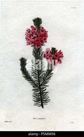 N/A. Erica purpurea (Loddiges 703) Zeichnung von William Miller eingraviert durch G Cooke, Im botanischen Schaltschrank bestehend aus farbigen Abgrenzungen von Pflanzen aus allen Ländern veröffentlicht. Platten von George Cooke. Conrad Loddiges. London: John & Arthur Arch, 1818. 1818. William Miller (1796-1882) Alternative Namen William Frederick ich Miller; William Frederick, ich Miller Beschreibung schottischen Graveur Geburtsdatum / Tod 28. Mai 1796 vom 20. Januar 1882 Ort der Geburt / Todes Edinburgh Sheffield Authority control: Q 2580014 VIAF: 75215312 ISNI: 0000 0000 6708 7623 ULAN: 500003200 82240733 LCCN: n Ox Stockfoto