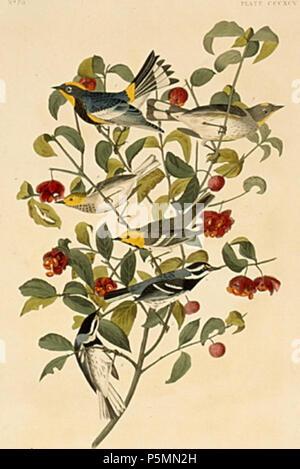 N/A. Platte 395 Vogelarten von Amerika von John James Audubon zeigt mehrere Arten von Setophaga. I. Audubon's Warbler (Setophaga auduboni) -. Einsiedler Warbler (Setophaga occidentalis) -. Black-throated Grau Warbler (Setophaga nigrescens). Zwischen 1827 und 1838. John James Audubon (1785-1851) Alternative Namen Geburt Name: Jean-Jacques - Fougère Audubon Beschreibung amerikanische Ornithologe, Naturalist, Jäger und Maler Geburtsdatum / Tod 26. April 1785 vom 27. Januar 1851 Ort der Geburt / Todes Les Cayes (Haiti) New York City Standort Louisville, New Orleans, New York City, Florida Stockfoto