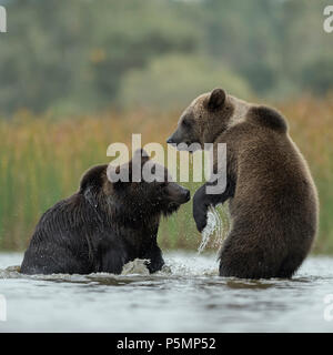 Eurasischen Braunbären/Europaeische Braunbaeren (Ursus arctos) kämpfen, kämpfen, verspielten Kampf zwischen zwei Jugendlichen im flachen Wasser eines Sees Stockfoto