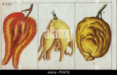 Apfelsinensorten, unförmig und bauchigen Formen.. . Citrus aurantium. . Papierkörbe Kupferstich von G. T. Wilhelm's 'Unterhaltungen aus der Naturgeschichte" (Enzyklopädie der Naturgeschichte) 1820. Gottlieb Tobias Wilhelm (1758-1811) war ein bayerischer Priester und Naturforscher in Augsburg, wo die erste Ausgabe veröffentlicht wurde. Stockfoto
