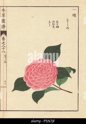 Rosa Camellia 'Ogome'. . Thea japonica Nois. Flore pleno forma. . Farbe gedruckten Holzschnitt Kupferstich von Kan'en Iwasaki von "Honzo Zufu", eine illustrierte Anleitung zu Heilpflanzen, 1884. Iwasaki (1786-1842) war ein japanischer Botaniker, Entomologe und Zoologe. Er war einer der ersten japanischen Botaniker westlichen Wissens in seine Studien zu integrieren. Stockfoto