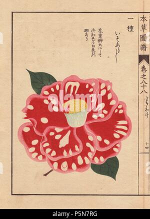 Polka-dot Camellia 'Iso-arashi". . Thea japonica Nois. forma. . Farbe gedruckten Holzschnitt Kupferstich von Kan'en Iwasaki von "Honzo Zufu", eine illustrierte Anleitung zu Heilpflanzen, 1884. Iwasaki (1786-1842) war ein japanischer Botaniker, Entomologe und Zoologe. Er war einer der ersten japanischen Botaniker westlichen Wissens in seine Studien zu integrieren. Stockfoto