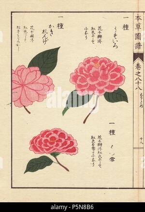 Rosa Kamelien" Usuiro', 'Hatsuyuki' und 'Kakirenge'. . Thea japonica Nois. Flore pleno forma. . Farbe gedruckten Holzschnitt Kupferstich von Kan'en Iwasaki von "Honzo Zufu", eine illustrierte Anleitung zu Heilpflanzen, 1884. Iwasaki (1786-1842) war ein japanischer Botaniker, Entomologe und Zoologe. Er war einer der ersten japanischen Botaniker westlichen Wissens in seine Studien zu integrieren. Stockfoto