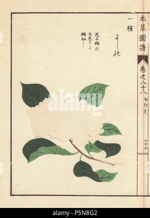 Weiße Kamelie 'Yoshino'. . Thea japonica Nois. Flore pleno forma. Farbe gedruckten Holzschnitt Kupferstich von Kan'en Iwasaki von "Honzo Zufu", eine illustrierte Anleitung zu Heilpflanzen, 1884. Iwasaki (1786-1842) war ein japanischer Botaniker, Entomologe und Zoologe. Er war einer der ersten japanischen Botaniker westlichen Wissens in seine Studien zu integrieren. Stockfoto