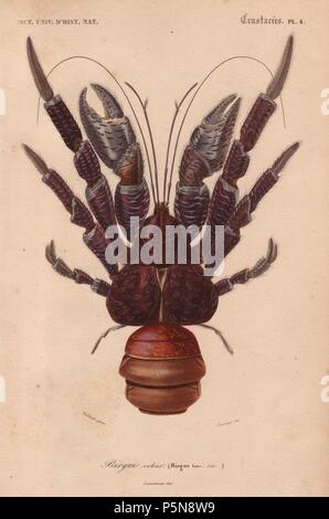 Coconut Crab (Birgus latroi).. . Papierkörbe Kupferstich von Pretre von Charles d'Orbigny von 'Dictionnaire Universel d'Histoire Naturelle" (Universal Wörterbuch von Natural History) 1849. Charles d'Orbigny (180676) war ein französischer Naturforscher. Sein Vater Charles Marie war ein Arzt in der französischen Armee und sein älterer Bruder Alcide war ein berühmter Naturforscher und Paläontologe. Charles begann seine Studien in La Rochelle dann links in Paris Medizin zu studieren. 1834 gewann er einen Termin in der Abteilung Geologie am National Museum of Natural History. Von 1837 bis 1864 leitete er die Abteilung von Natura Stockfoto