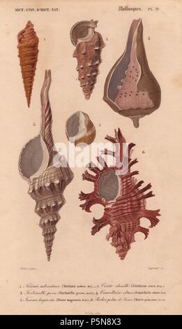 Bunte Murex Nerinaea, Cerithium, Turbinella, Cancellaria und Fusus Shells. . Nerinee tuberculeuse: Nerinaea nodosa. Cerite Chenille: cerithium Aluco. Turbinelle poire: Turbinella pyrum. Cancellaire stumpf: Cancellaria obtusa. Fuseau longirostre: fusus Longirostris. Rocher Palme de Rosier: Murex palma Rosae. . Papierkörbe Gravur von Charles d'Orbigny von 'Dictionnaire Universel d'Histoire Naturelle" (Universal Wörterbuch von Natural History) 1849. Charles d'Orbigny (180676) war ein französischer Naturforscher. Sein Vater Charles Marie war ein Arzt in der französischen Armee und sein älterer Bruder Alcide Stockfoto