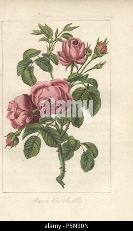 Rose einen Cent feuilles, Rosa centifolia. Papierkörbe Kupferstich von eine Illustration von Mlle. Prudhomme von "Hommage rendu à la Rose", Paris, ca. 1815. Ein Geschenk Buch mit der Geschichte der Rose und ein Dutzend botanischen Miniaturen. Stockfoto