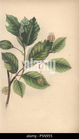 Buche, Fagus sylvatica. Papierkörbe botanischen Abbildung aus der Natur von Frau Rebecca Hey aus Ihrem eigenen "Geist der Wälder gezogen", London, Longman, Rees, 1837. Rebecca Hey war eine viktorianische Schriftsteller, Dichter und Künstler, schrieb 'Moral von Blumen" 1833 und "Erinnerungen an den Seen' 1841. Die Platten wurden wahrscheinlich durch William Clark, ehemaliger Verfasser des Londoner Gartenbaugesellschaft, und Graveur auf Hey der vorherigen Buch eingraviert. Stockfoto