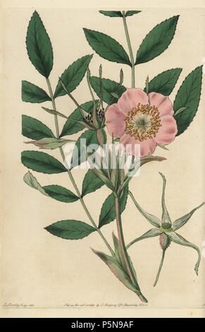 Rosa macrophylla mit rosa Blüten, Knospen und Blätter. Papierkörbe Kupferstich von Watt graviert aus eine Illustration von John Lindley aus seinem eigenen "Monographia Rosarum oder einem botanischen Geschichte der Rosen", London, Ridgeway, 1820. Lindley (1799-1865) war ein englischer Botaniker spezialisiert auf Rosen und Orchideen. Lindley schrieb und illustrierte Monografie, wenn gerade 22 Jahre alt. Er ging zu dem "botanischen Registrieren' von 1829 bis 1847 zu bearbeiten. Stockfoto